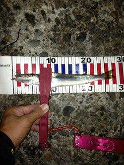 由良でアジング、パターンにハマり大爆釣