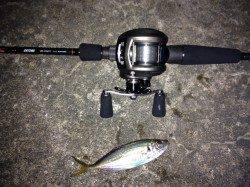 ベイトフィネスでアジング！in 舞洲