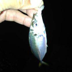 アジ、18cmの良サイズ　沖合では小型を数釣り