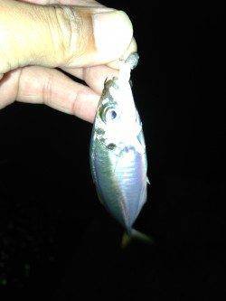 アジ、18cmの良サイズ　沖合では小型を数釣り