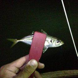 洲本、濁りでシーバス狙い！続いてアジング入れ食い！！