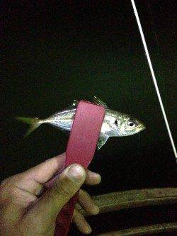 洲本、濁りでシーバス狙い！続いてアジング入れ食い！！