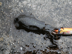 家島諸島エギング解禁日の釣果