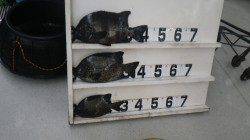 伊古木の地磯でイシダイ&イシガキダイ