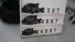 伊古木の地磯でイシダイ&イシガキダ…