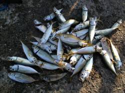 アジュール舞子のサビキと探り釣り　アジ&a…