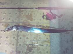 大阪南港、ワインドで太刀魚・サビキでアジの…