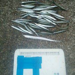 武庫川尻一文字　ウキ釣りでサヨリ57匹の数釣り　ツバスやサゴシの姿も