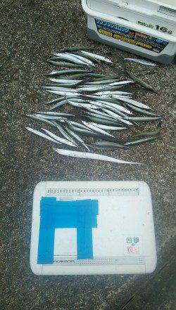 武庫川尻一文字　ウキ釣りでサヨリ57匹の数釣り　ツバスやサゴシの姿も