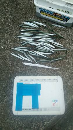 武庫川尻一文字　ウキ釣りでサヨリ57匹の数…