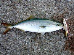 大蔵海岸の朝まづめ【ポッパーでツバス44cm】