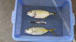 みなべ堺　カゴ釣りでシマアジ25cm前後