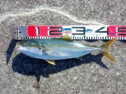 大蔵海岸の朝まづめ【ポッパーでツバス44c…