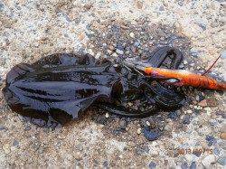 宮津西部でのエギング釣果