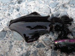 【朝マヅメ狙い】居組港でエギング