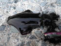 【朝マヅメ狙い】居組港でエギング