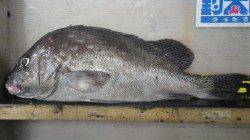 堺漁港　フカセでコショウダイ50.5cm