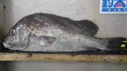 堺漁港　フカセでコショウダイ50.5cm