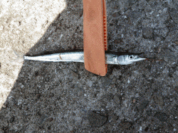 飾磨～広畑、豆アジは深い棚でポツポツと釣れる感じです