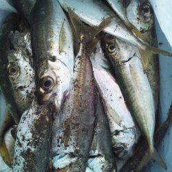 舞洲　深夜12時からのアジング＆サビキ釣り