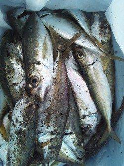 舞洲　深夜12時からのアジング＆サビキ釣り