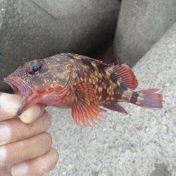 高砂港　穴釣りで1時間程のガシラ狙い☆