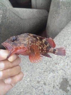 高砂港　穴釣りで1時間程のガシラ狙い☆