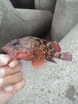 高砂港　穴釣りで1時間程のガシラ狙い☆