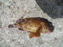 高砂港　穴釣りでガシラ〜22cmが5匹　22cmは今年最大