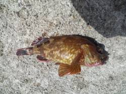 高砂港　穴釣りでガシラ〜22cmが5匹　2…