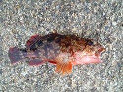 高砂港の穴釣り　イカナゴでガシラ・タケノコメバル