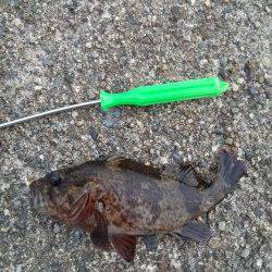 高砂港の穴釣り　イカナゴでガシラ・タケノコメバル