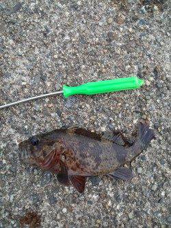 高砂港の穴釣り　イカナゴでガシラ・タケノコメバル