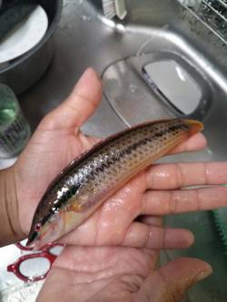 本荘人工島赤灯で探り〜サビキ釣り　魚種多様…