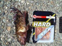 高砂港で穴釣り、青物の惜しいバラシも