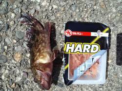 高砂港で穴釣り、青物の惜しいバラシも