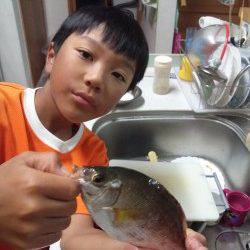本荘人工島赤灯で探り〜サビキ釣り　魚種多様に釣れました