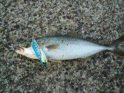 南芦屋浜　強風の中でもルアーでツバスがヒット！