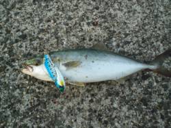 南芦屋浜　強風の中でもルアーでツバスがヒッ…