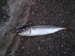 【西宮浜タチウオ釣果】メタルバイブでサバ、タチウオは少し早いみたいです…