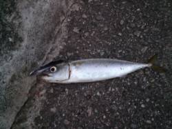 【西宮浜タチウオ釣果】メタルバイブでサバ、…