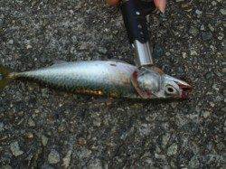 【西宮浜タチウオ釣果】メタルバイブでサバ、タチウオは少し早いみたいです…