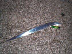 北公園　朝のタチウオ調査☆