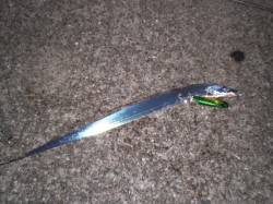 北公園　朝のタチウオ調査☆