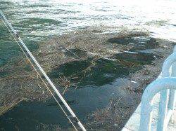 北公園　朝のタチウオ調査☆