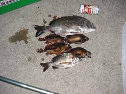 鰯浜漁港　19時〜23時のウキ釣りでチヌ・…