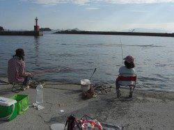 室津漁港のサビキ釣り釣果　