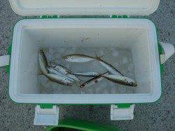 室津漁港のサビキ釣り釣果　