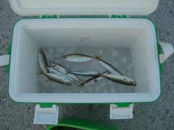 室津漁港のサビキ釣り釣果　