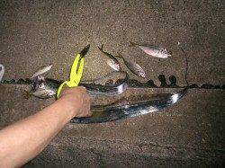 高砂埋立地ワインド＆アジング釣果